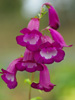 Penstemon 'Purple Passion'